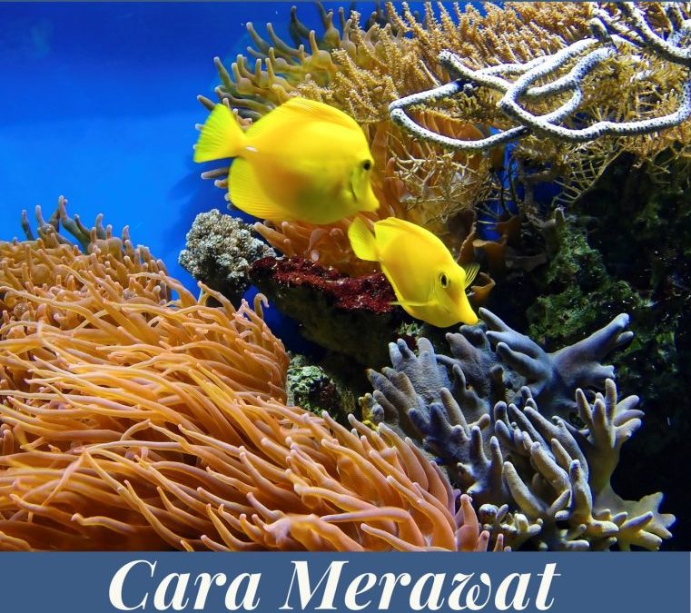 Cara Merawat Ikan