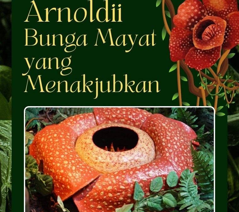 Rafflesia Arnoldii: Bunga Mayat yang Menakjubkan